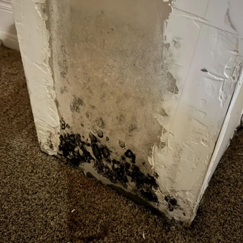 Professional Mold Removal in Crandon, WI